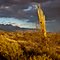 Desert Storm