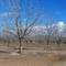 Dormant Pecan trees