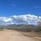 Pecan forest
