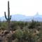 Weaver's needle and a saguaro
