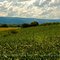 Soybean Field