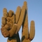 Tucson Sabinyo Canyon Saguaro Cactus