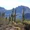 A cluster of saguaro facing north