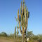worlds largest Cactus
