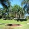 Parque de palmeras (foto Laura)