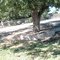 pecan tree