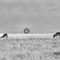 Antelope in Williamson Valley