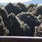 Early morning light illuminates frost outlines on junipers in Crossroads Ranch
