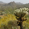 TeddyBearCholla, near Bartlett Lake, Arizona