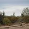 Huge Saguaros Along Verde Trail