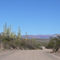 Cactus & Mazatal Mountains View