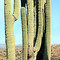 World's Largest Saguaro