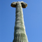 Elephant Head Cactus