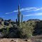 Saguaro