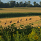 Sandhill Cranes playing follow-the-leader in a freshly harvested wheat field