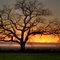 Oregon, WI water tower (or a mighty old oak tree, whichever your prefer. . .)
