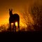 Equine Eclipse