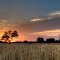 Sunset on a completed harvest