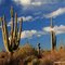 A really tall saguaro