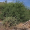 Cottonwood Canyon Rock Foundation