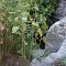 Hidden Water Behind Bushes