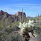 Cholla & saguaros along Dutchman Trail
