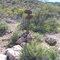 Peralta-Dutchmans Junction