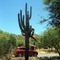 Big Cactus