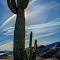 Cacti Own the land