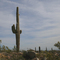 Standing Tall Cactus