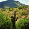 Cactus Saguaro on a Desert