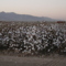 Cotton Fields in Buckeye