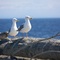 Seagulls, Dungeness Spit