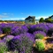 Lavender Festival in Sequim, WA