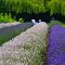 Purple Haze Lavender Farm