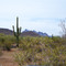 creosote, Saguaro, and jagged peaks