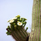The Saguaro flower