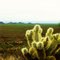 (65)Cholla Cactus,  Ironwood Forest National Monument, Pima County Arizona