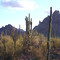 Az Saguaros,  Ragged Top, Tucson Az