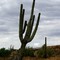 CACTUS FROM PISA.....