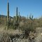 Saguaro cactus
