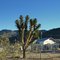 joshua tree