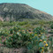 Pricky pear near Black Canyon City