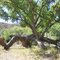 Spider tree