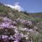 Naches Wenas Grade,WA