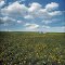 Flower covered hill - 199504LJW