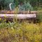 Old logs