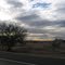 Cercidium microphylla (palo verde) along the road, looking west