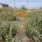Sphaeralcea laxa – Caliche Globemallow, Sphaeralcea emoryi – Emory's Globemallow in the background