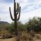 Saguaro, Nord of Phoenix